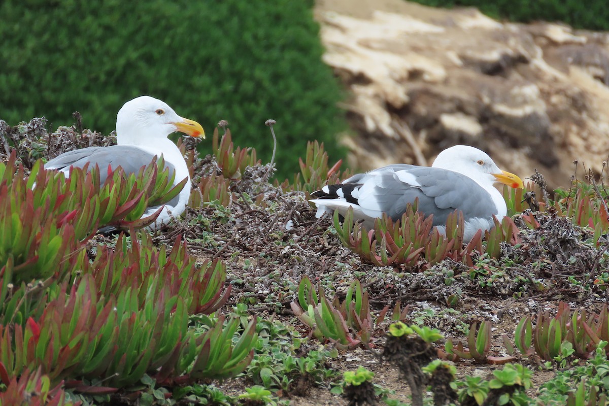 Western Gull - ML643517713