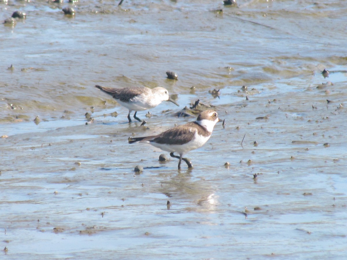 beringsnipe - ML643517736