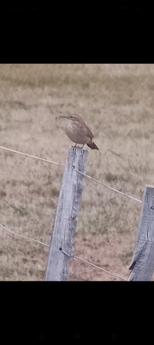 Scale-throated Earthcreeper - ML643517739