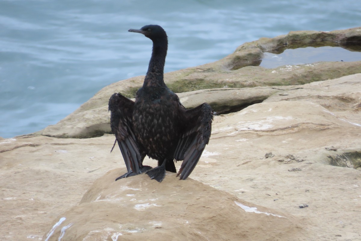 Pelagic Cormorant - ML643517745