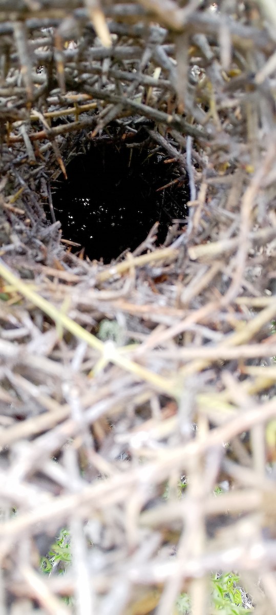 ノドジロエボシカマドドリ - ML643517754