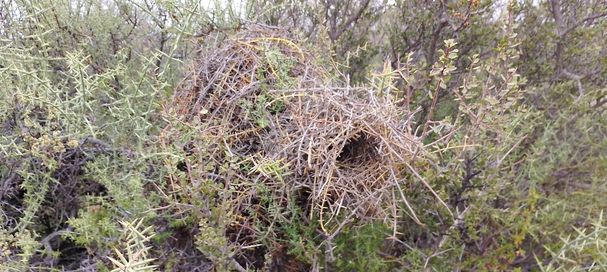 ノドジロエボシカマドドリ - ML643517755