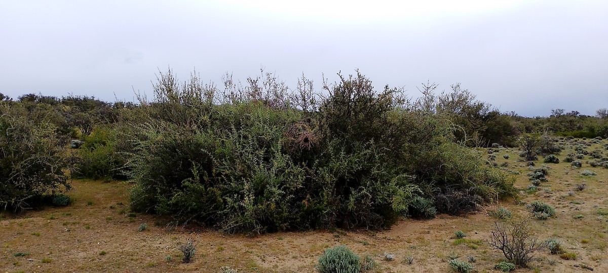 ノドジロエボシカマドドリ - ML643517756