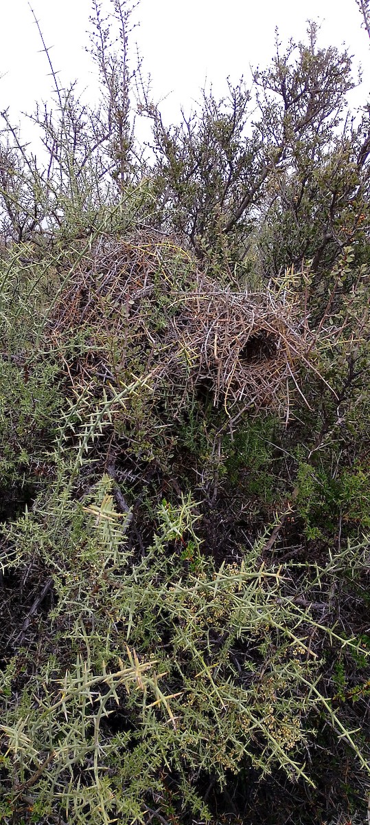 ノドジロエボシカマドドリ - ML643517757