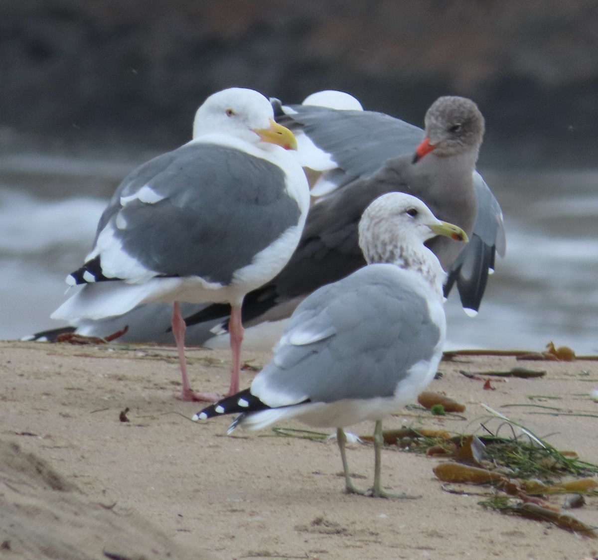 California Gull - ML643517759