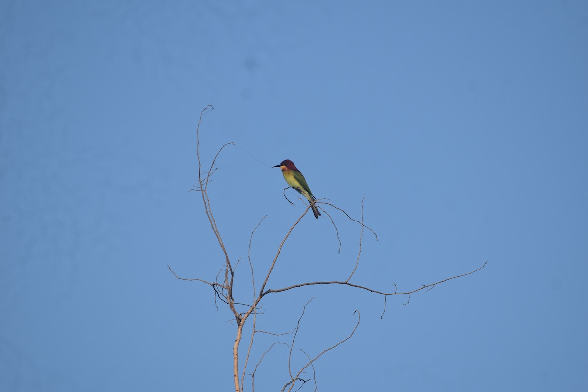 Chestnut-headed Bee-eater - ML643517766