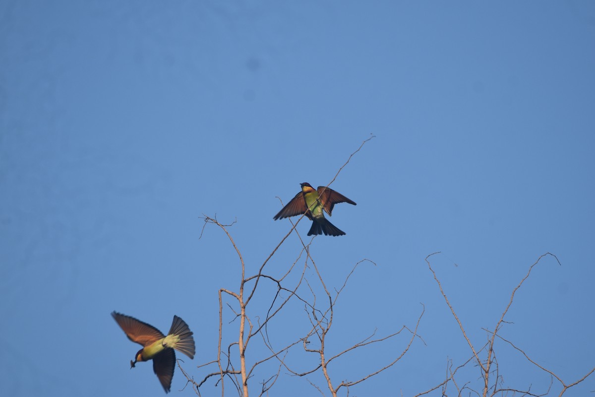 Chestnut-headed Bee-eater - ML643517767