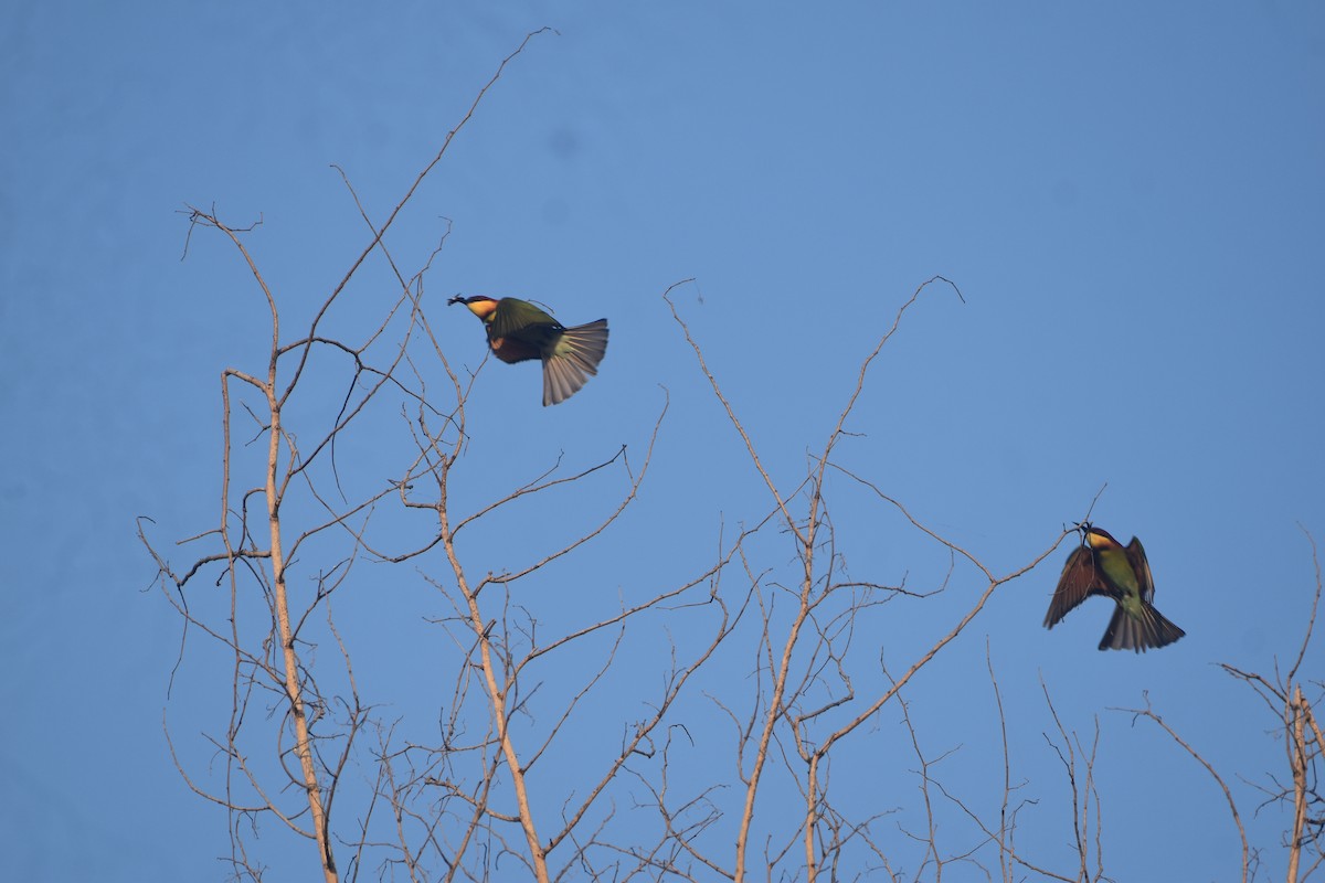 Chestnut-headed Bee-eater - ML643517768