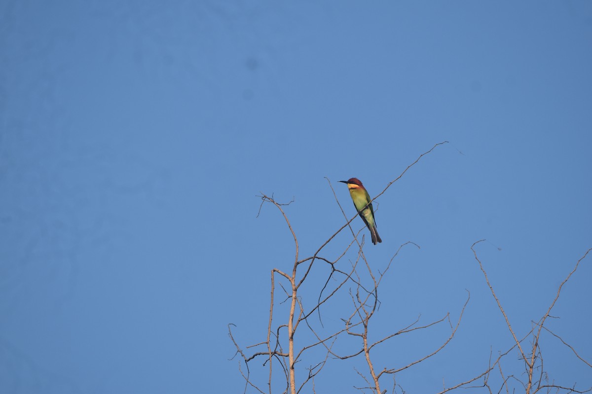 Chestnut-headed Bee-eater - ML643517769