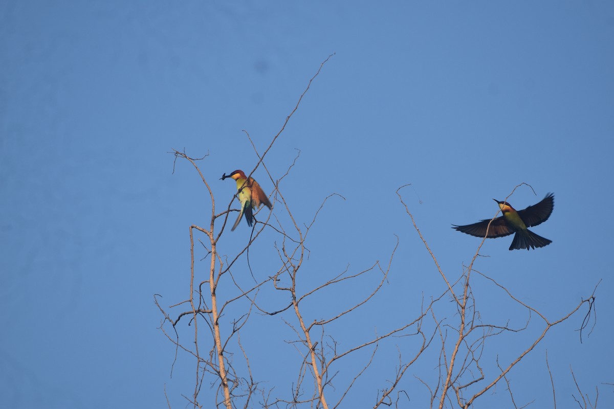 Chestnut-headed Bee-eater - ML643517770