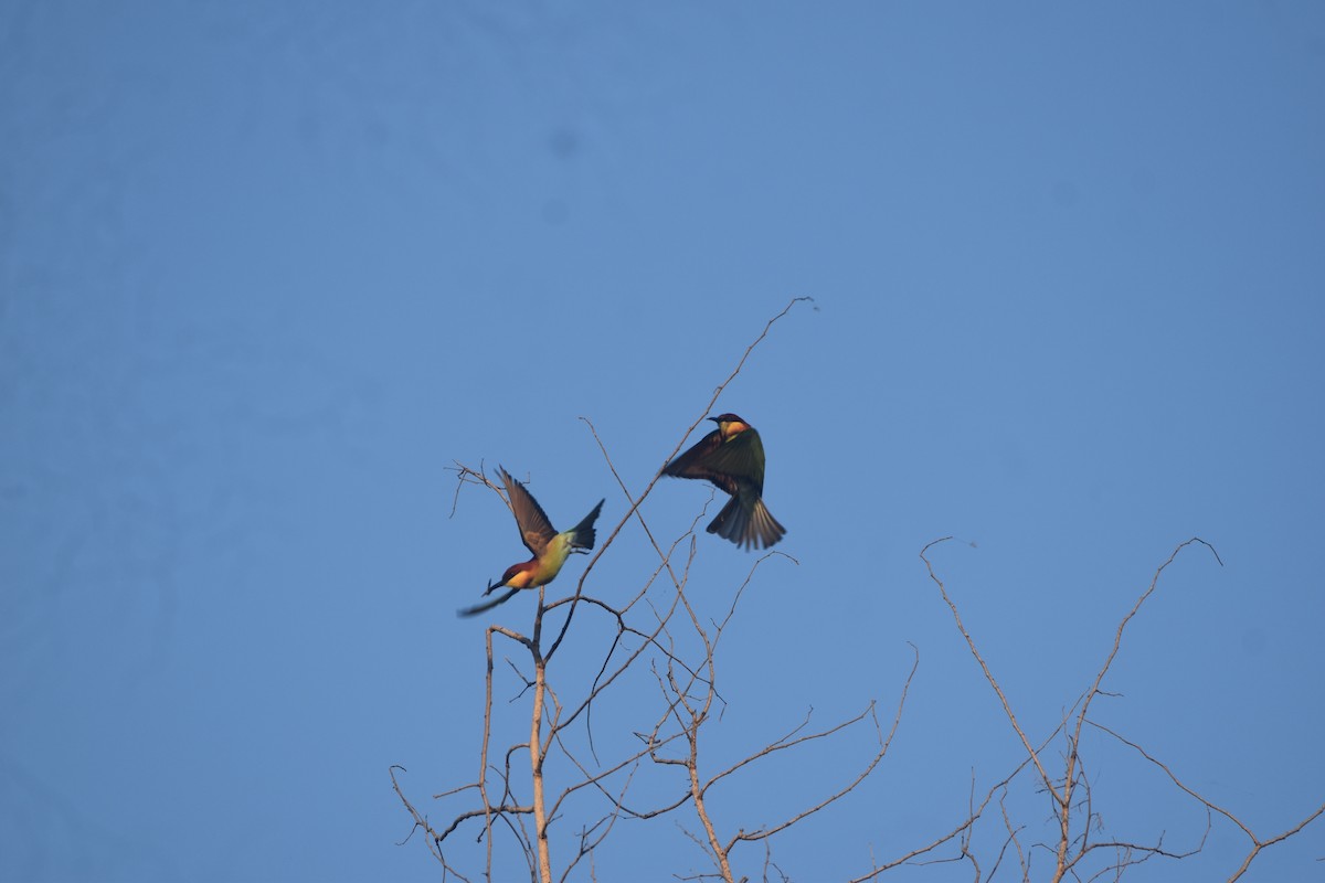 Chestnut-headed Bee-eater - ML643517771