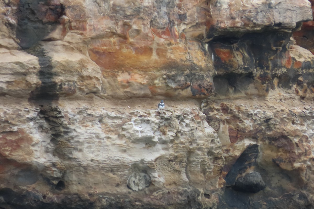 Belted Kingfisher - ML643517777