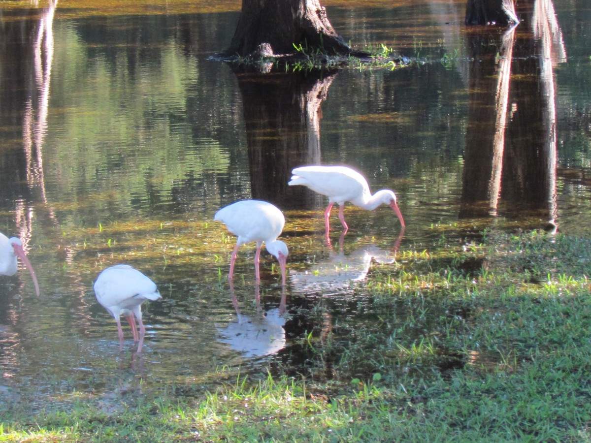 White Ibis - ML643517778