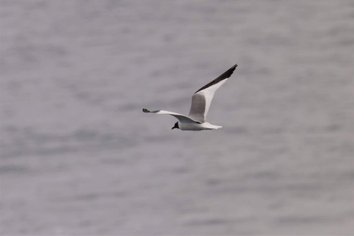 Sabine's Gull - ML643517792