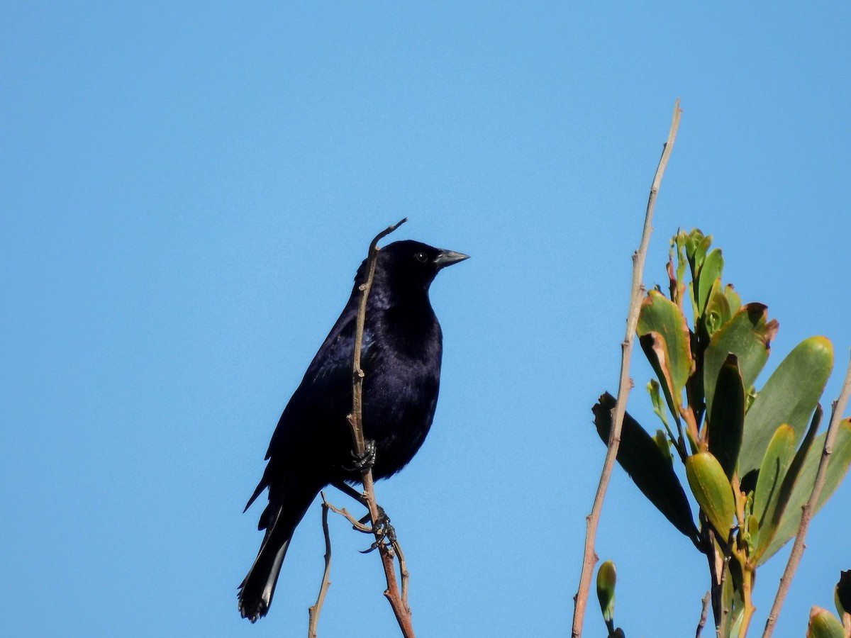Shiny Cowbird - ML643517793