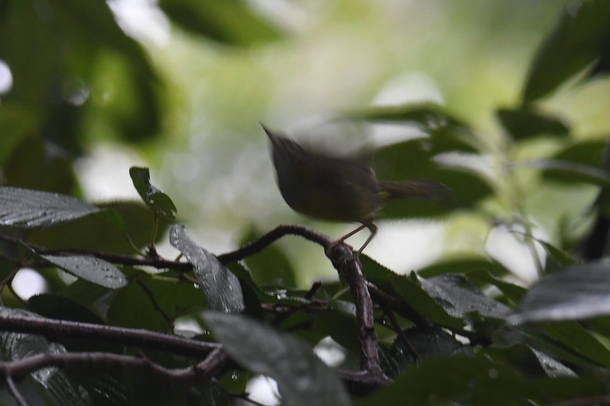 Mourning Warbler - ML643517797