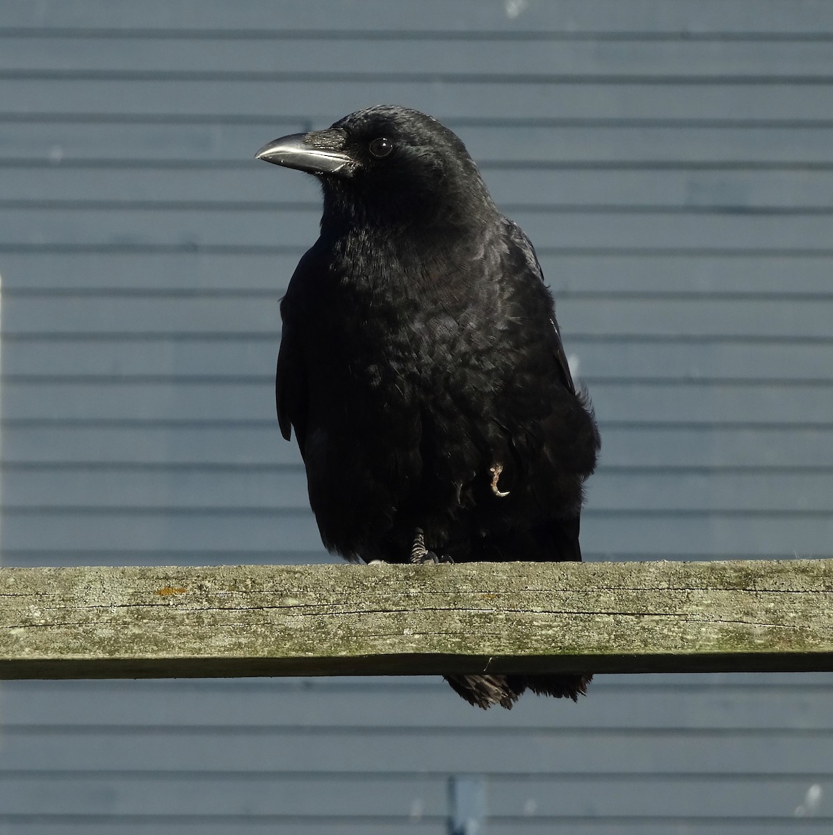 American Crow - ML643517798
