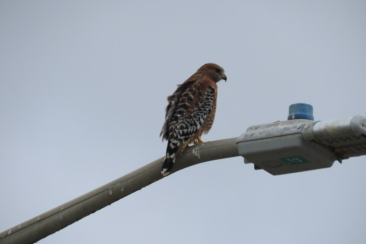 Red-shouldered Hawk - ML643517810