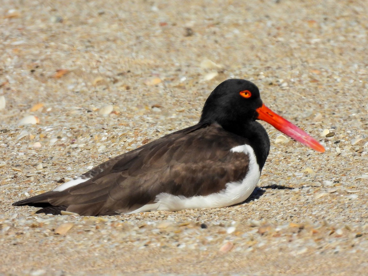 ústřičník americký - ML643517812