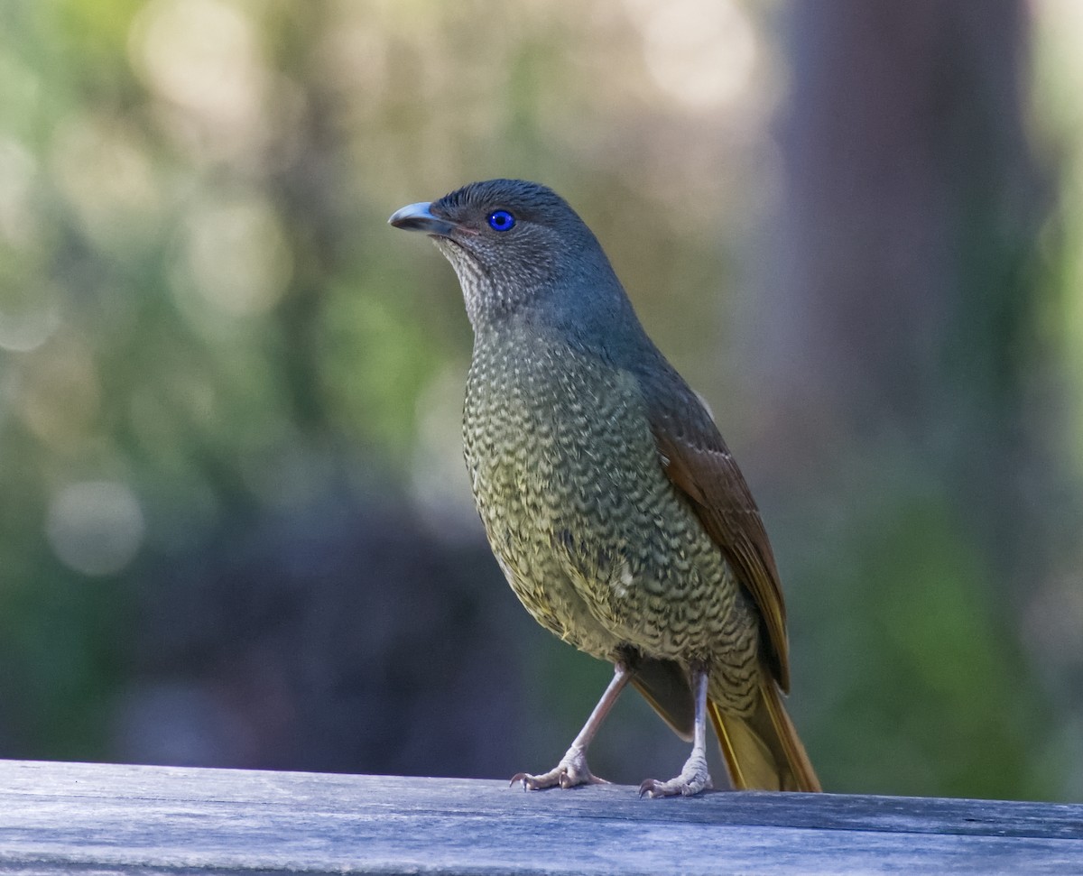Satin Bowerbird - ML643517824
