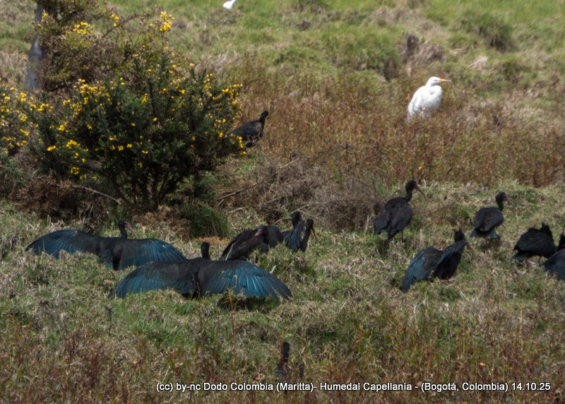 Bare-faced Ibis - ML643517830