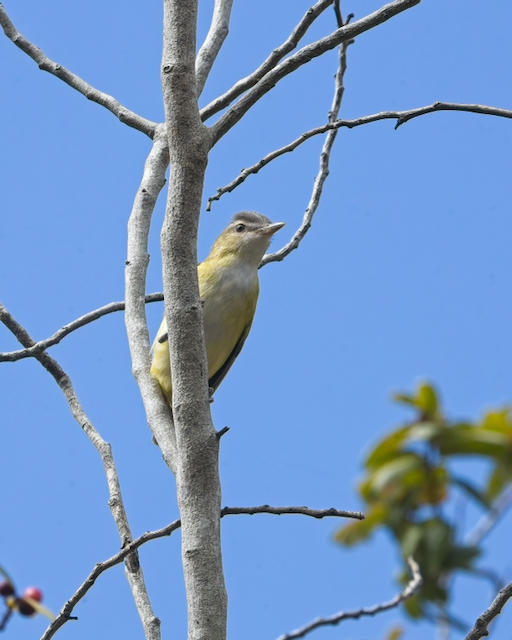 Yellow-green Vireo - ML643517837