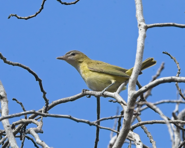 Yellow-green Vireo - ML643517838
