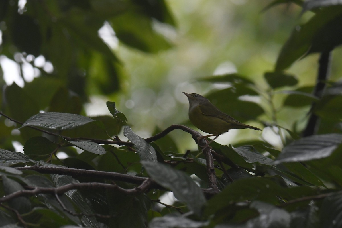 Mourning Warbler - ML643517846