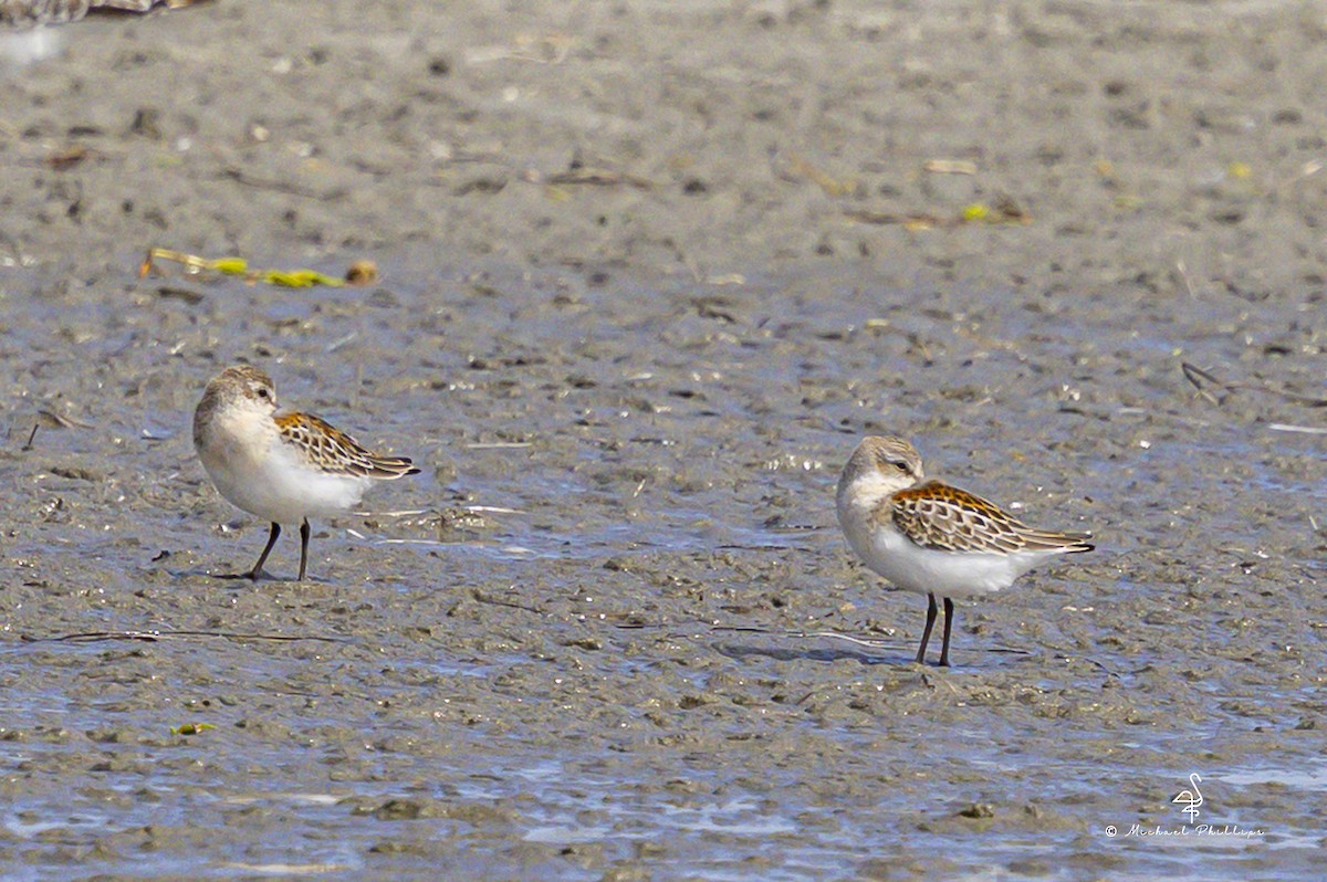 beringsnipe - ML643517853