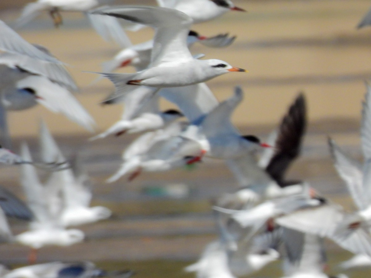 Snowy-crowned Tern - ML643517855