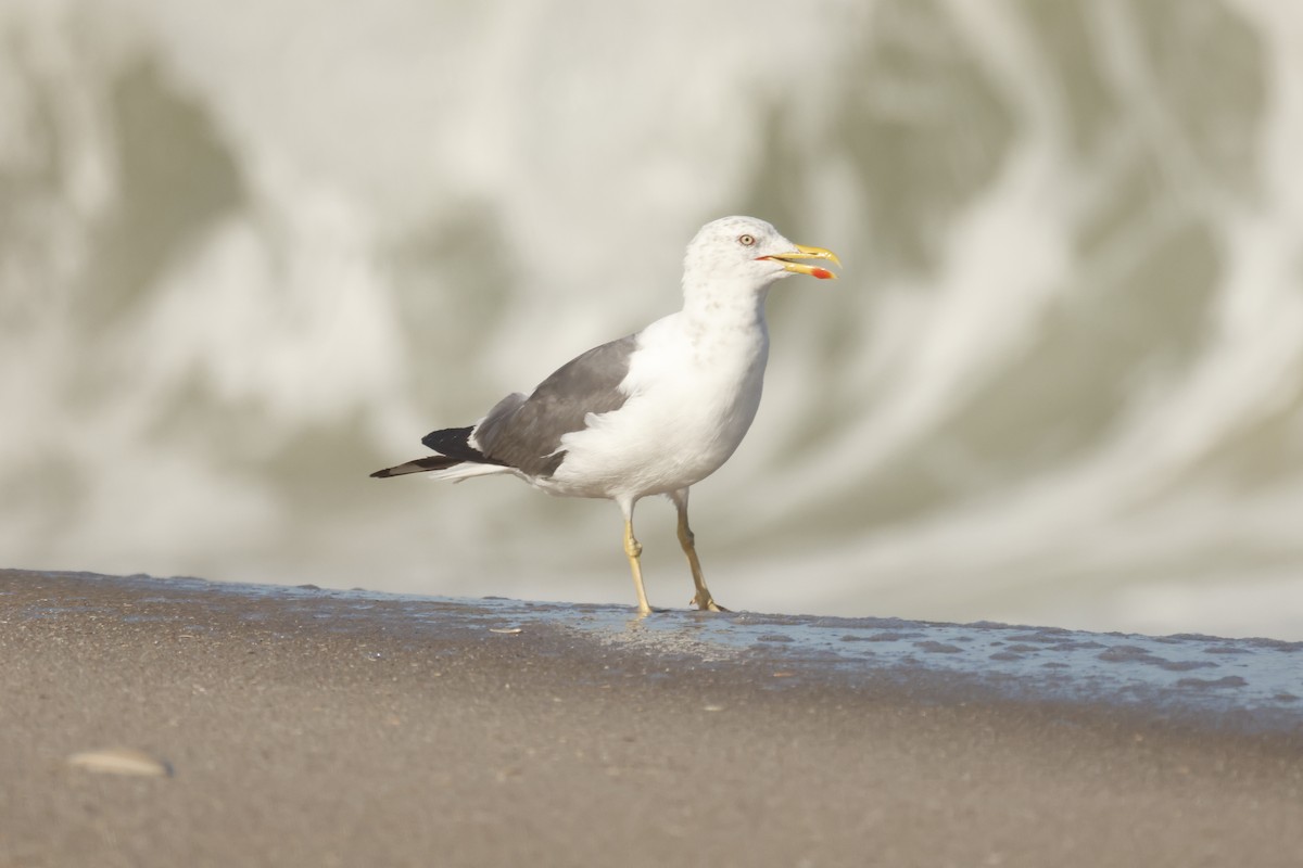 Lesser Black-backed Gull - ML643517857