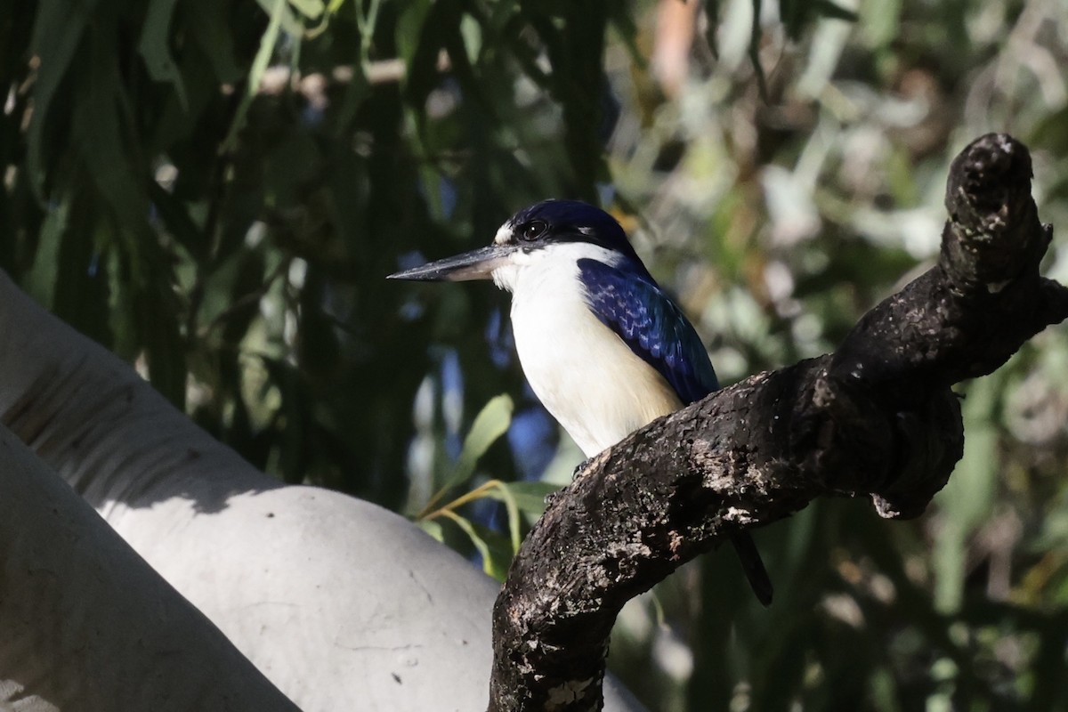 Forest Kingfisher - ML643517864