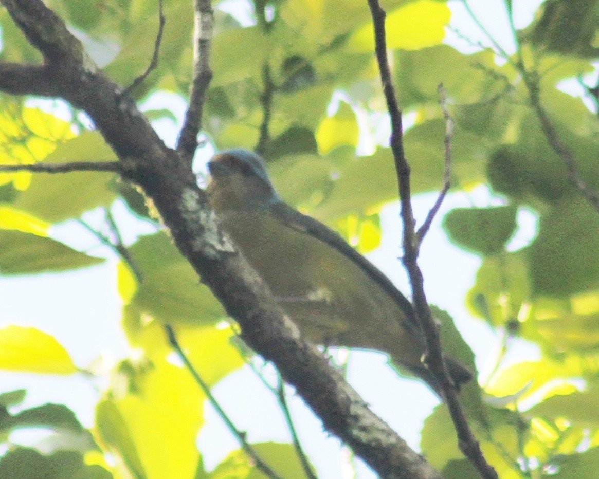 Golden-rumped Euphonia - ML643517868