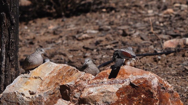 Inca Dove - ML643517871