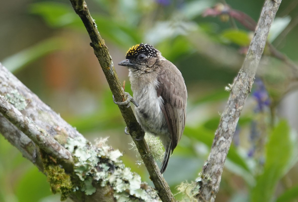Grayish Piculet - ML643517878