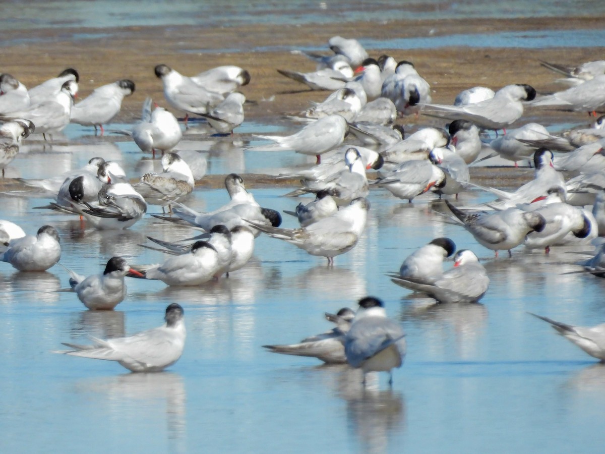 rybák obecný - ML643517879