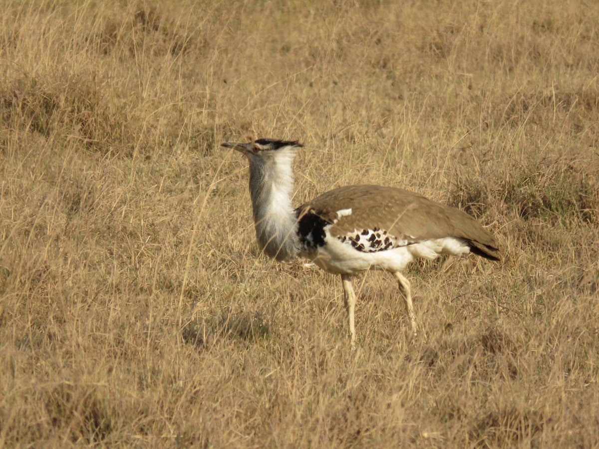 Kori Bustard - ML643517883