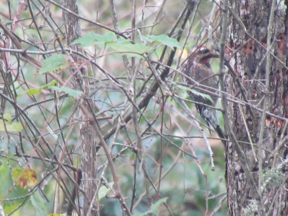 Yellow-bellied Sapsucker - ML643517897