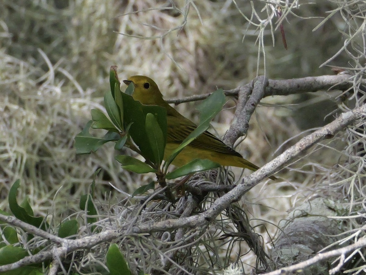 Yellow Warbler (Northern) - ML643517904