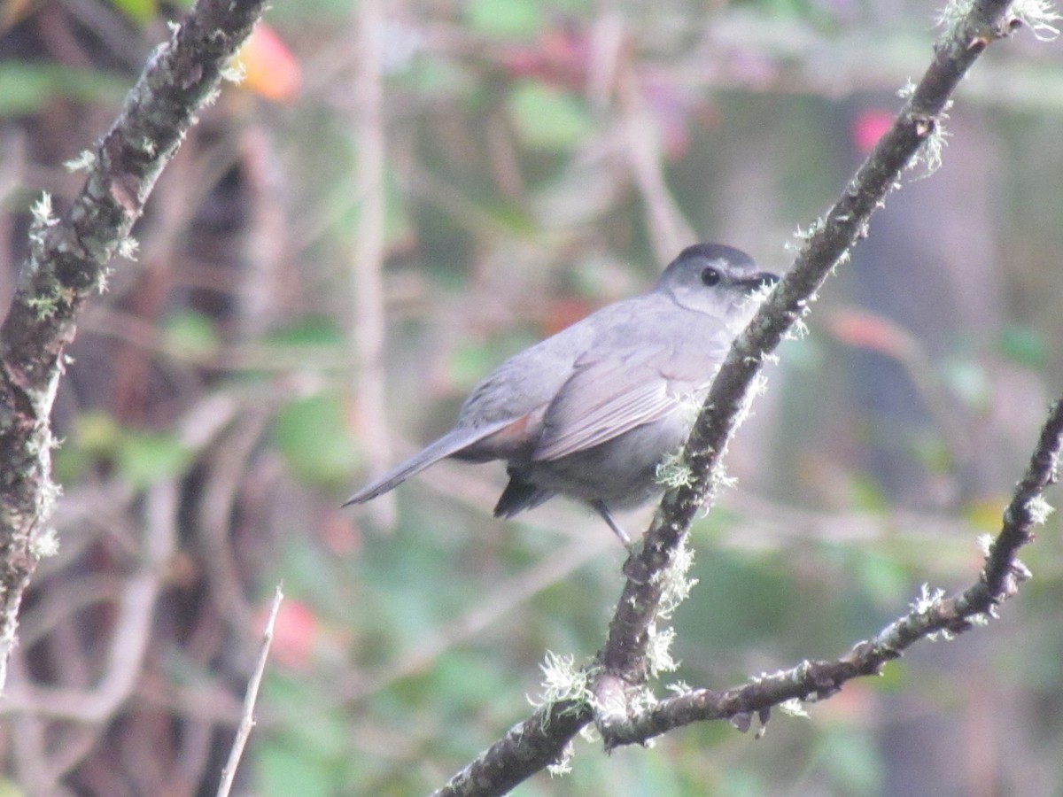 Gray Catbird - ML643517913