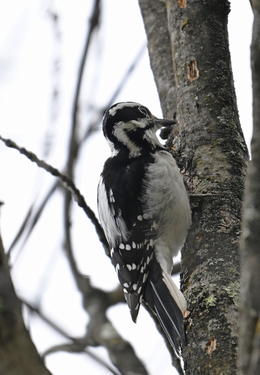 Hairy Woodpecker - ML643517931