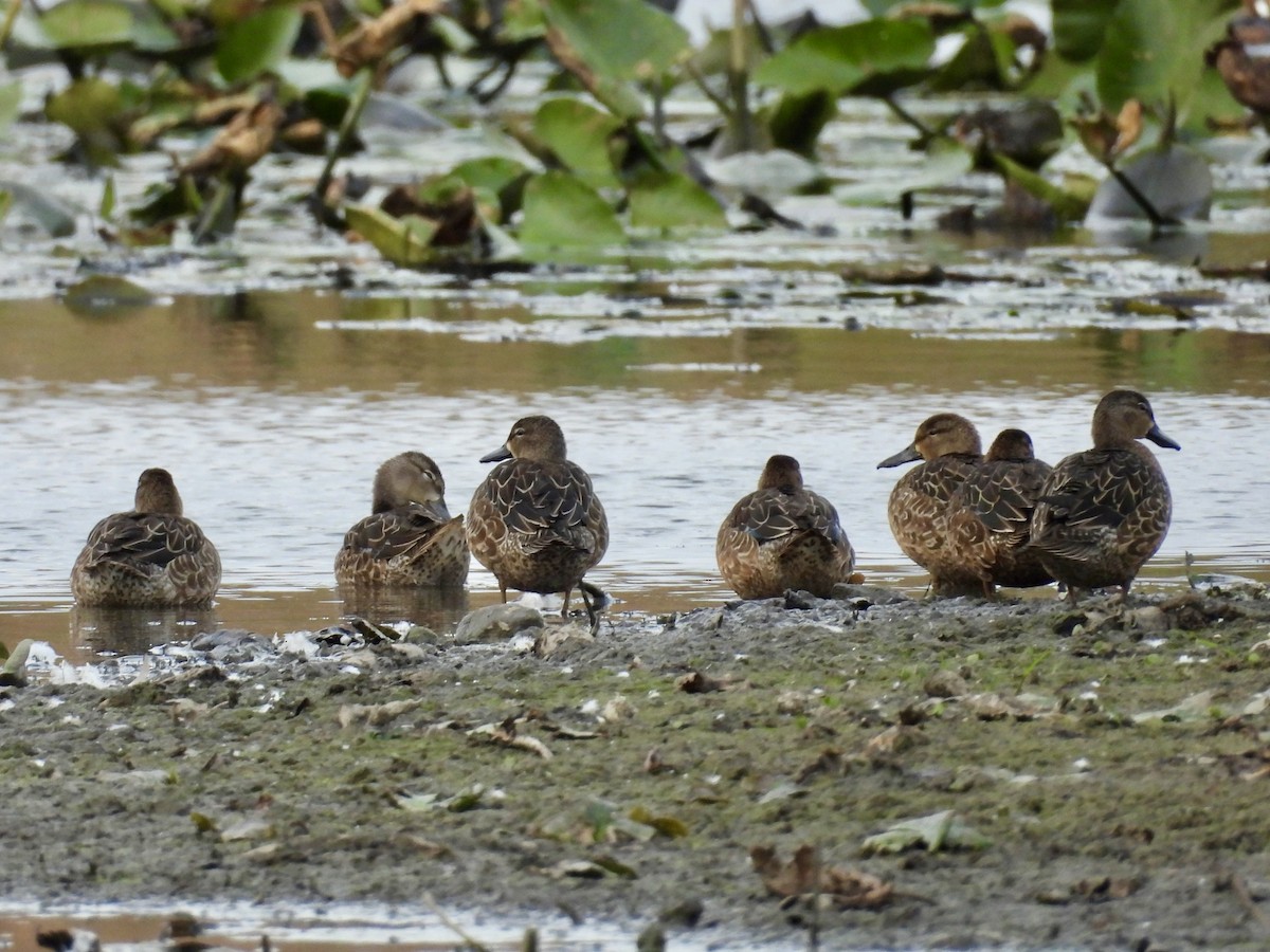 Blue-winged Teal - ML643517932