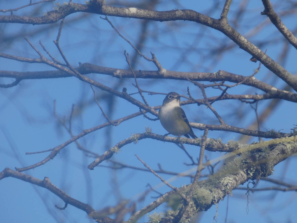 Blue-headed Vireo - ML643517939