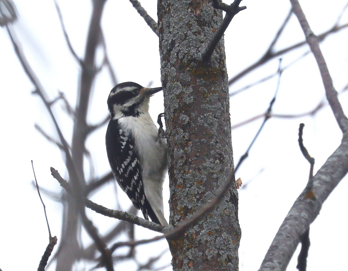 Hairy Woodpecker - ML643517942