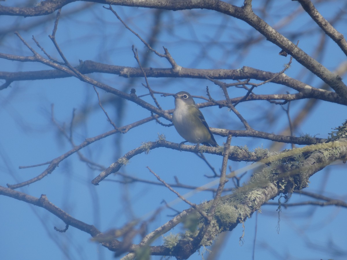Blue-headed Vireo - ML643517944