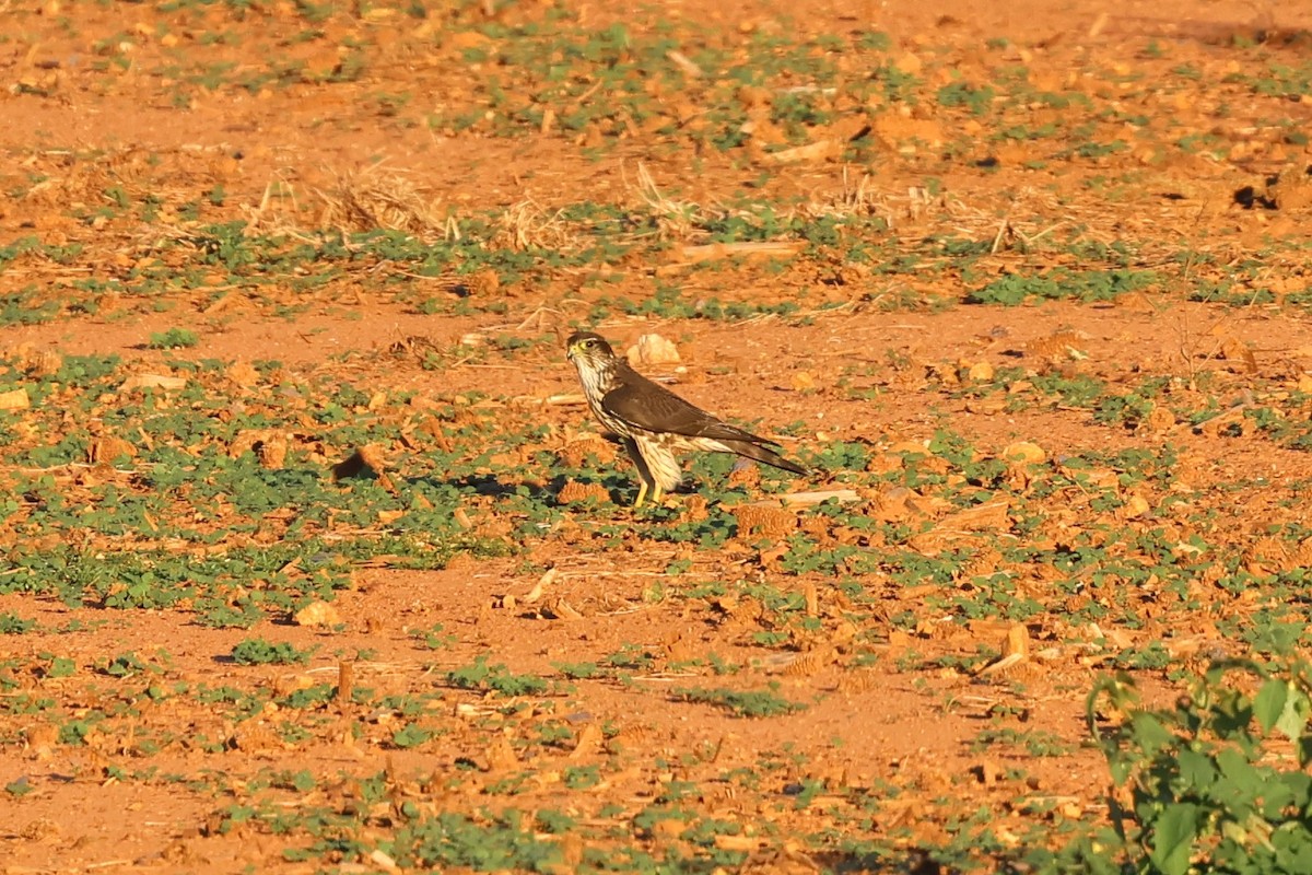 Merlin - ML643517947