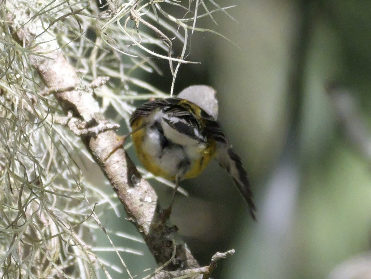 Magnolia Warbler - ML643517952