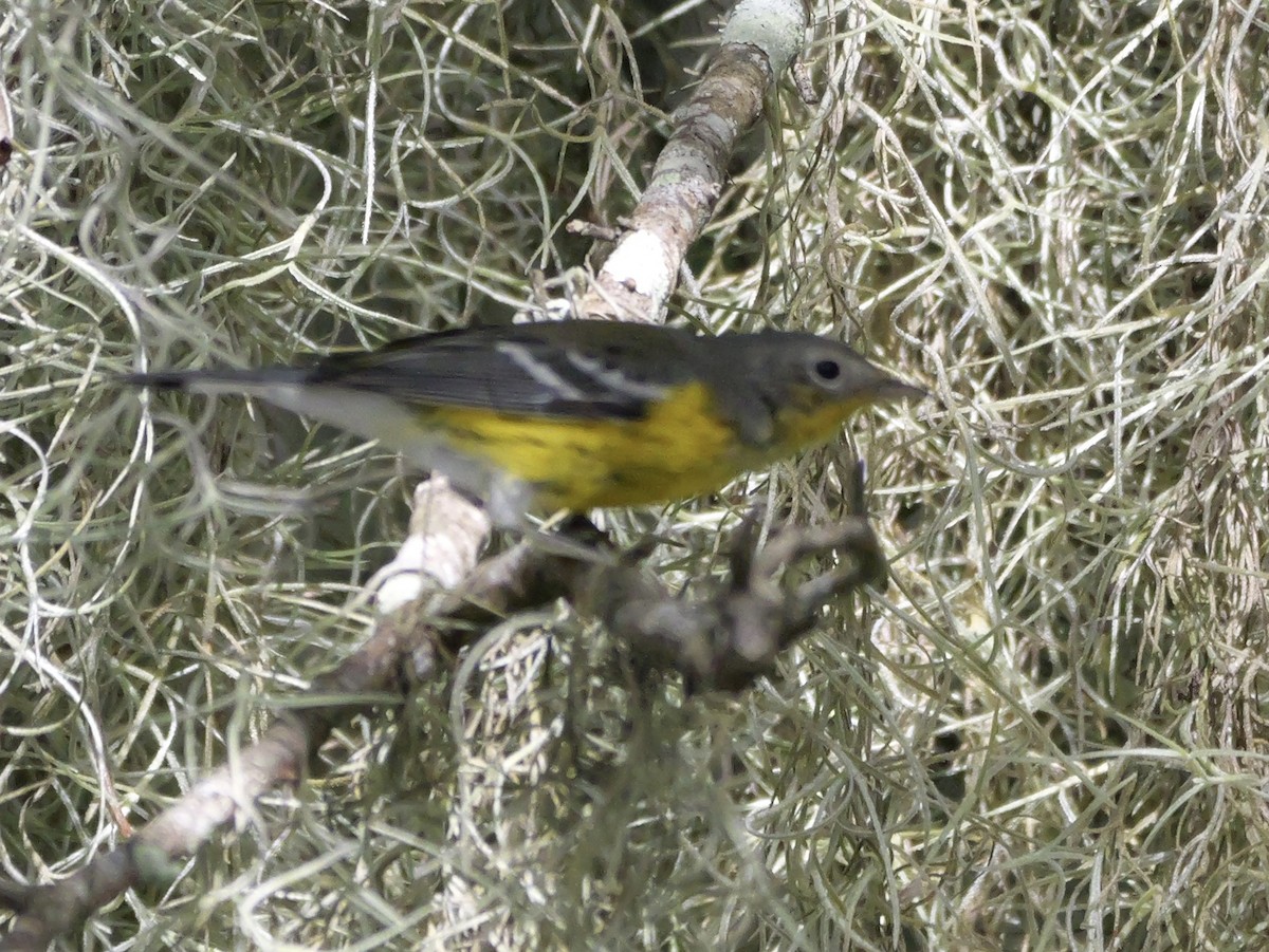 Magnolia Warbler - ML643517954