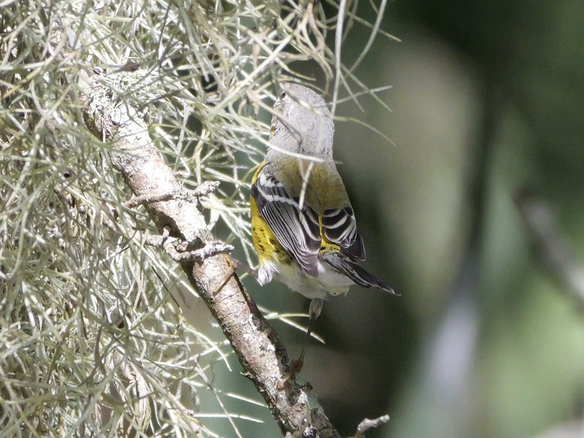 Magnolia Warbler - ML643517955