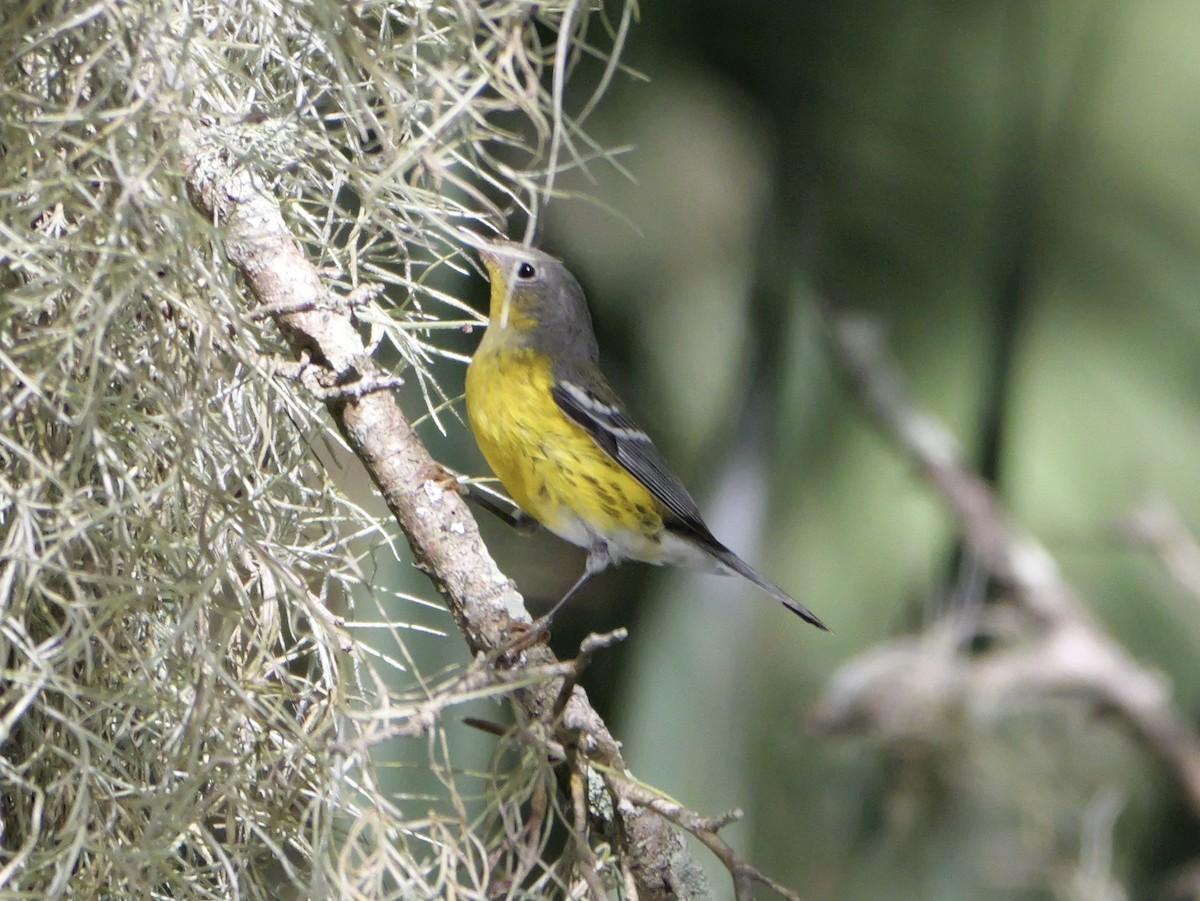 Magnolia Warbler - ML643517956